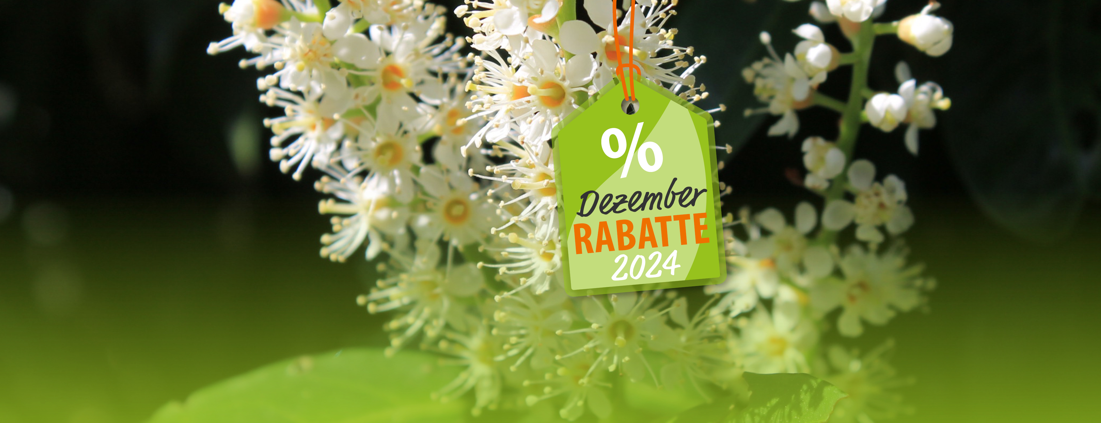 header_12_Webbanner