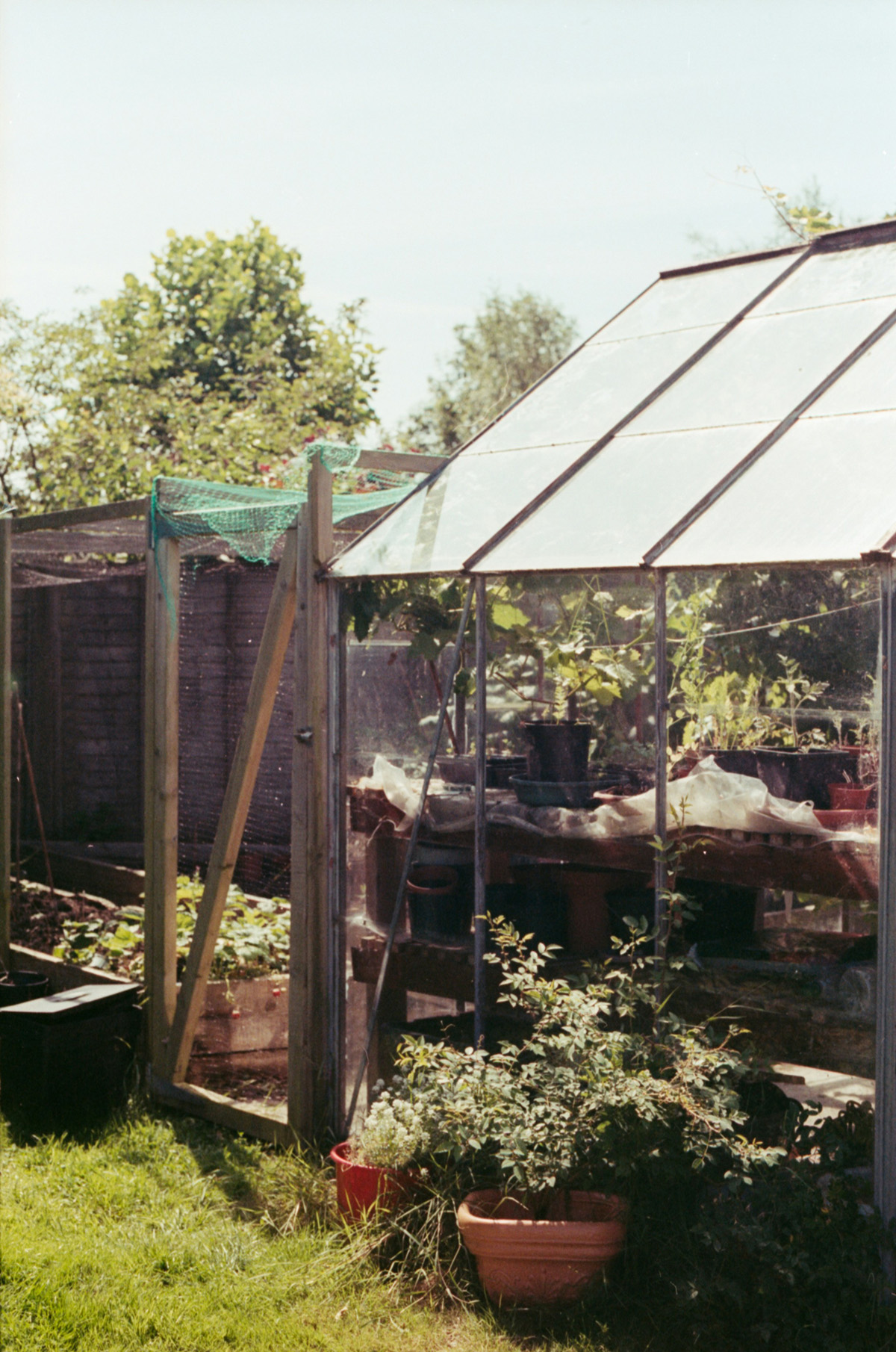 Nahaufnahme: Vitavia Gewächshaus im sonnigen Garten