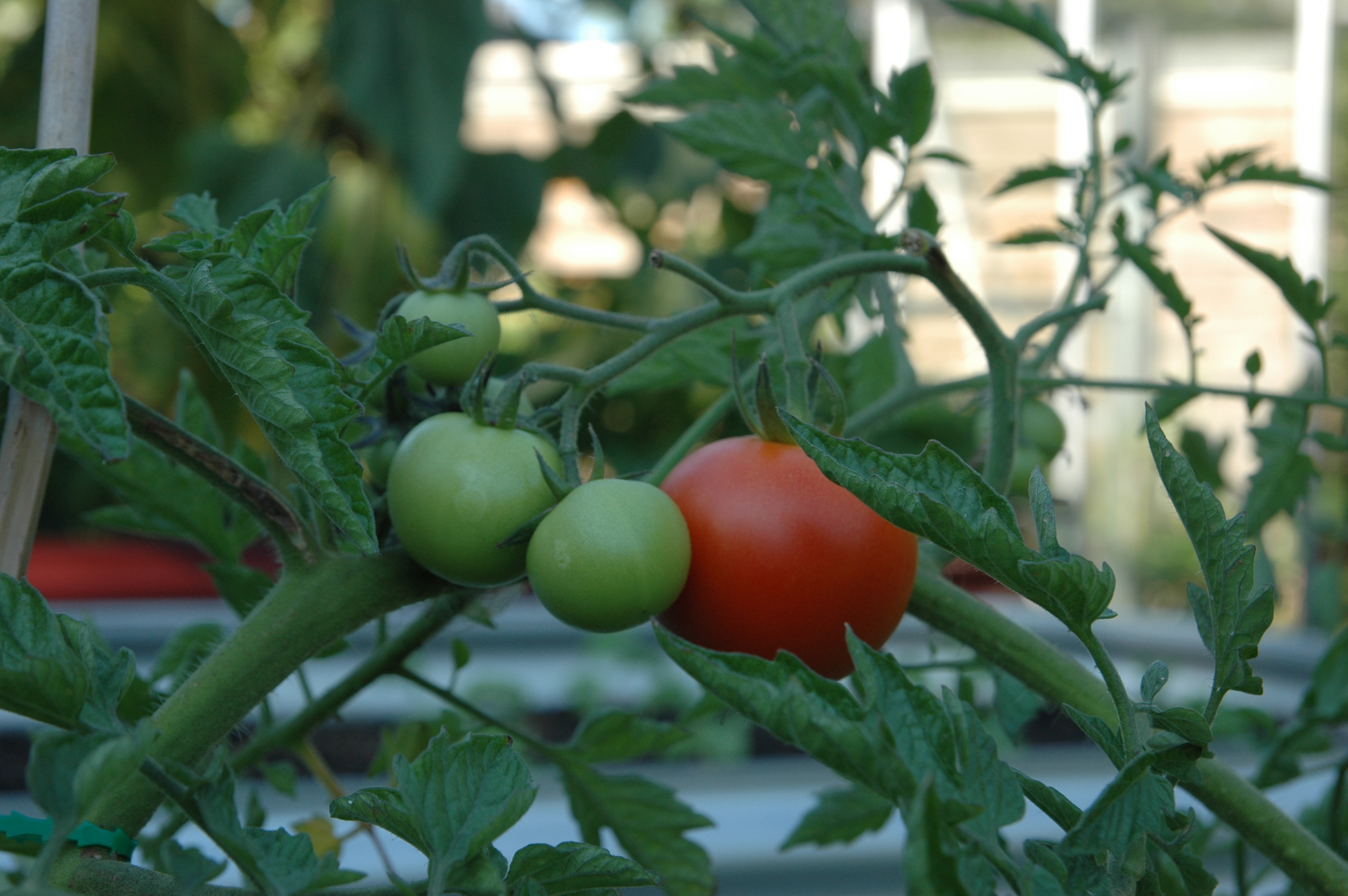 Tomaten