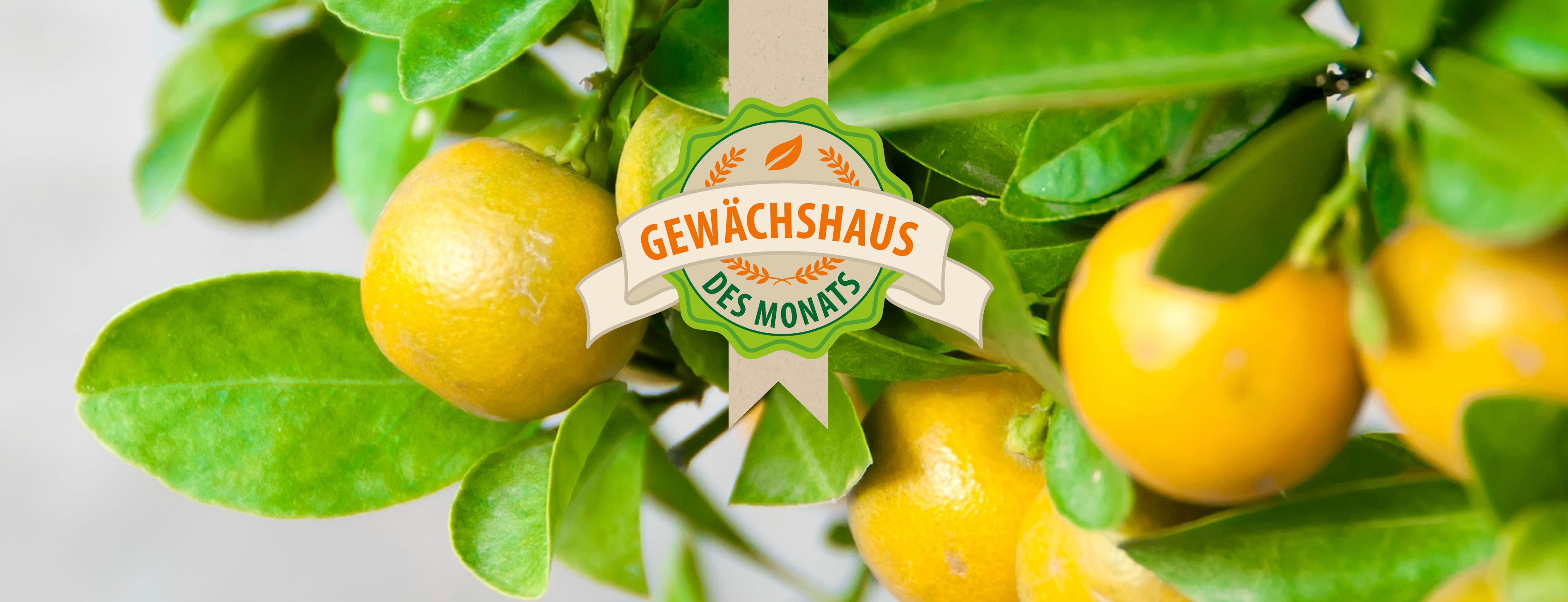 Gewächshaus des Monats: Premium-Modell Aphrodite