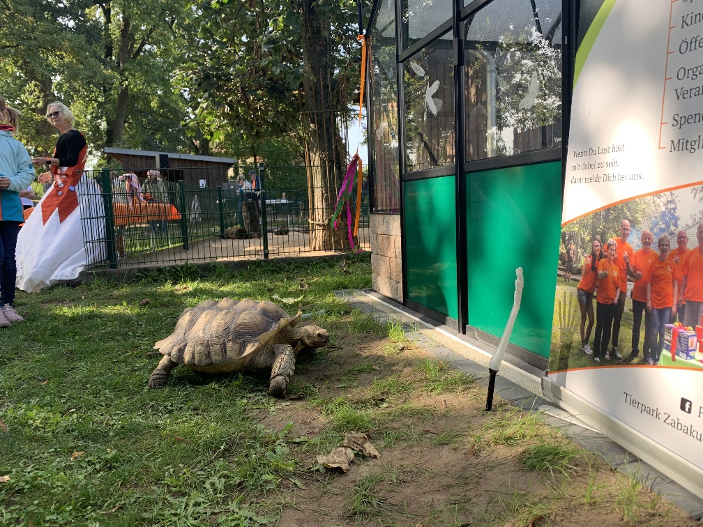 Schildkröte