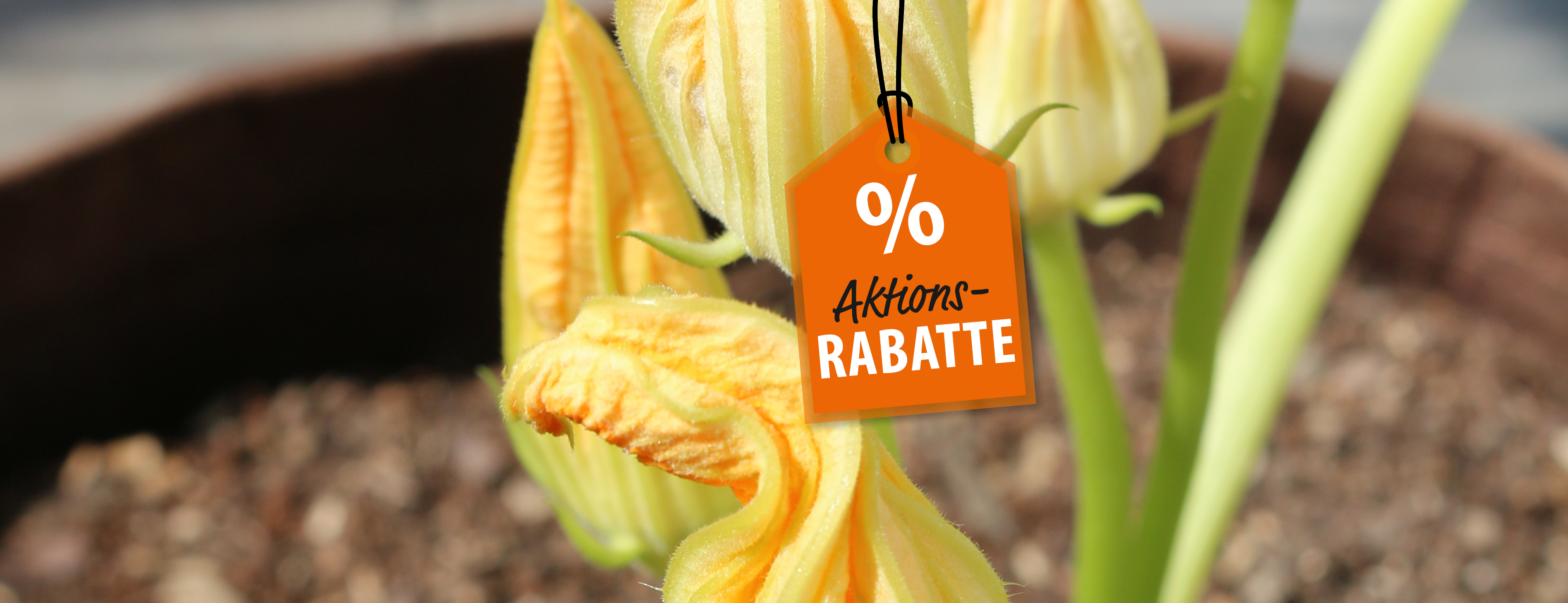 08_header_Webbann