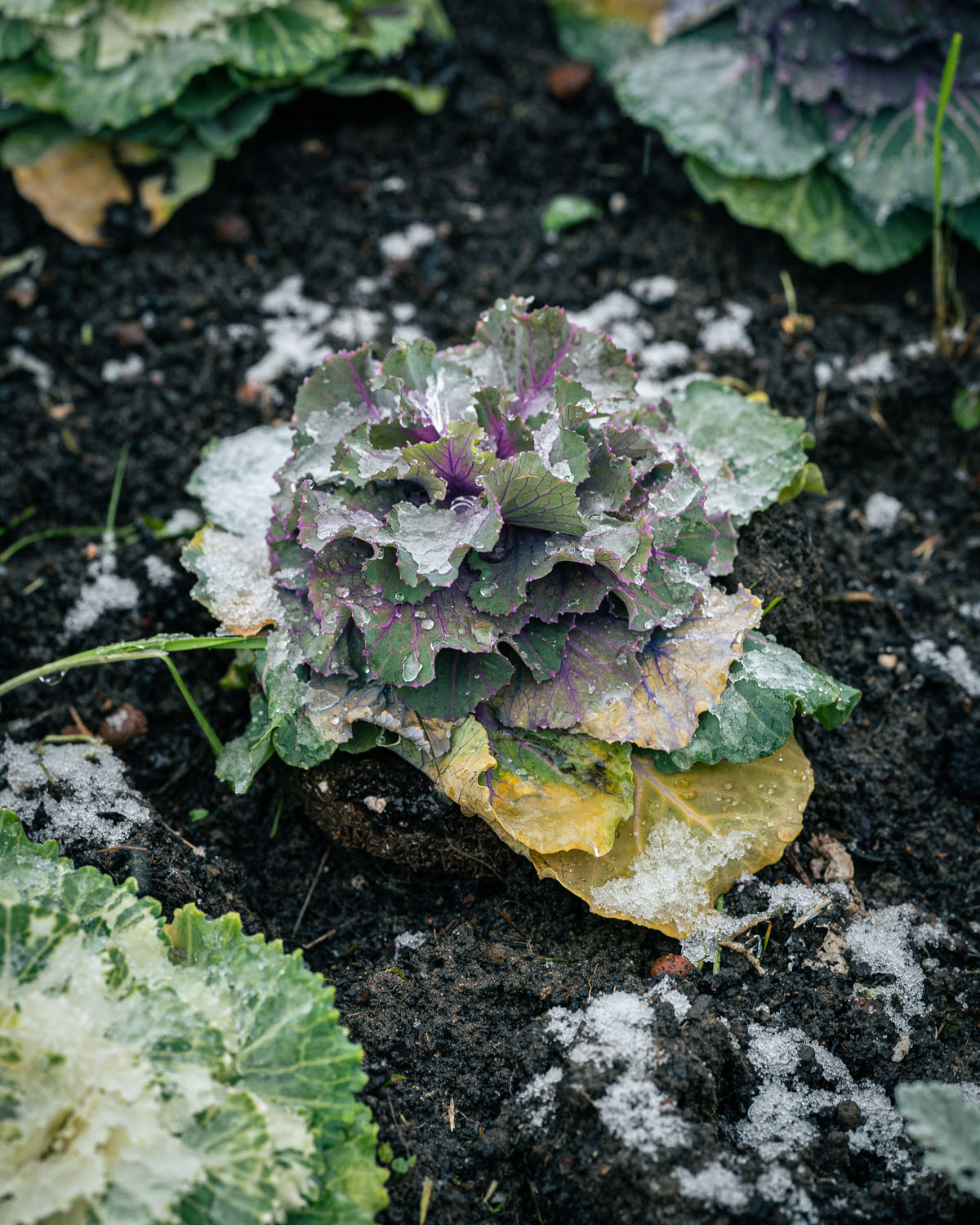 eph Salat Winter