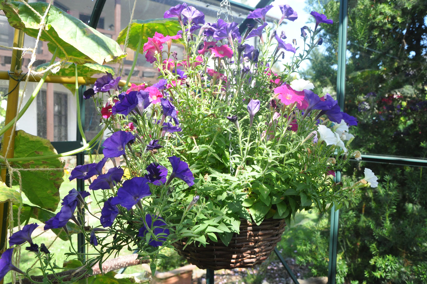 Blumen_Korb Hngend Lila Pink