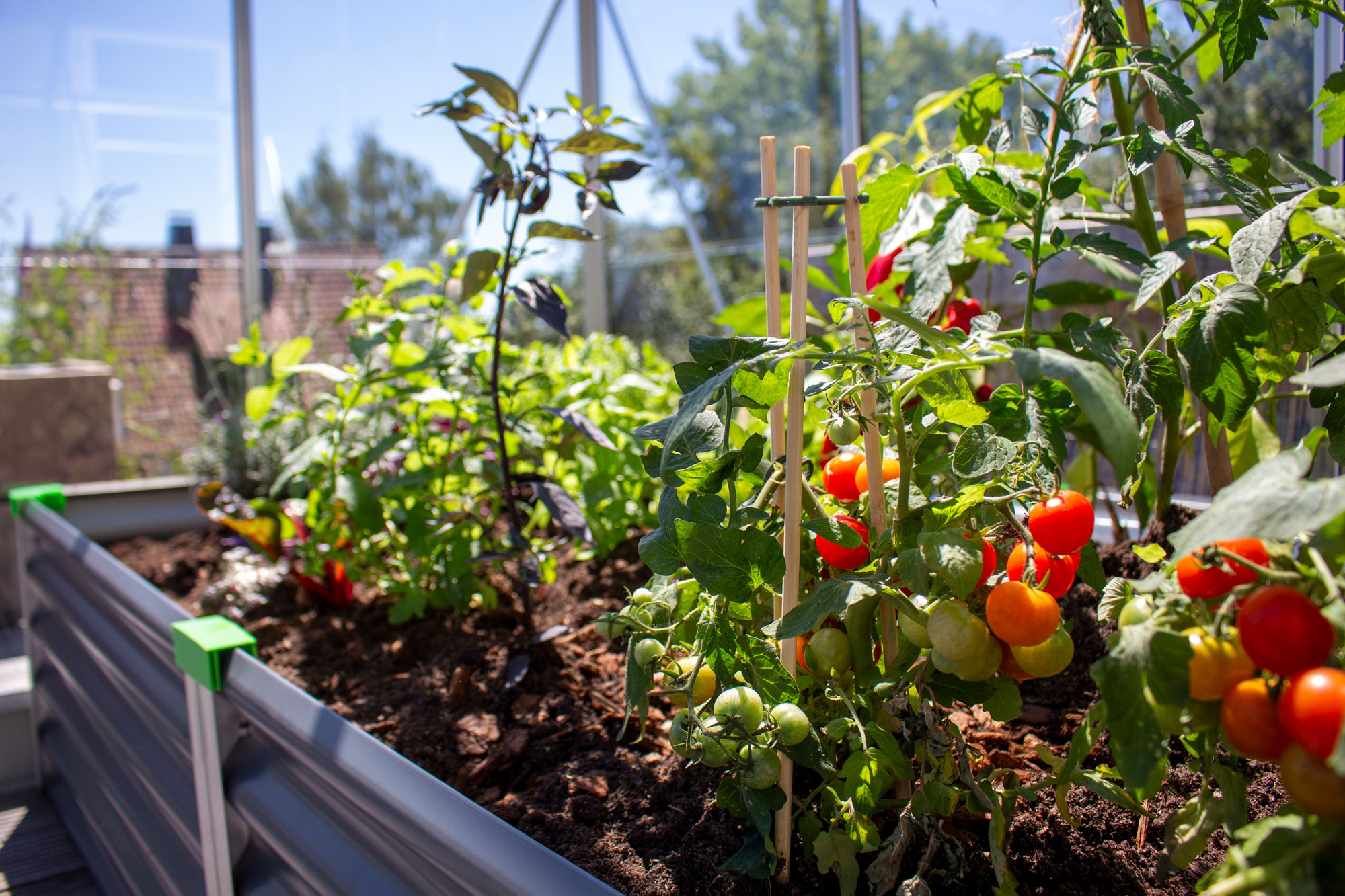 Tomaten