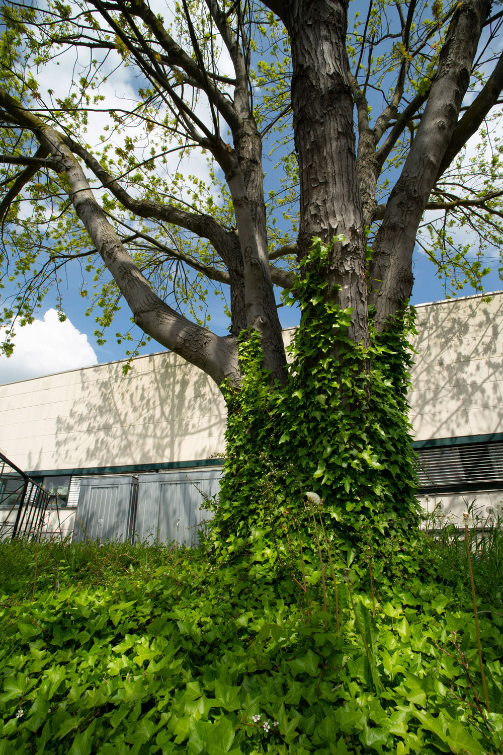 Baum mit Efeu EPH Firmengelände