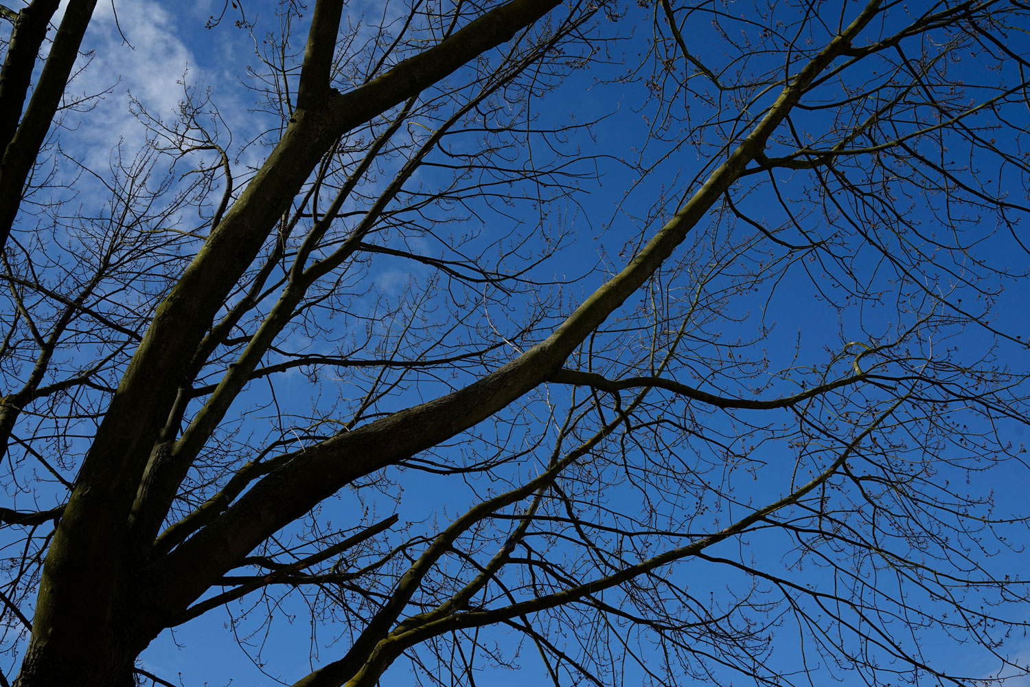 Winterbaum