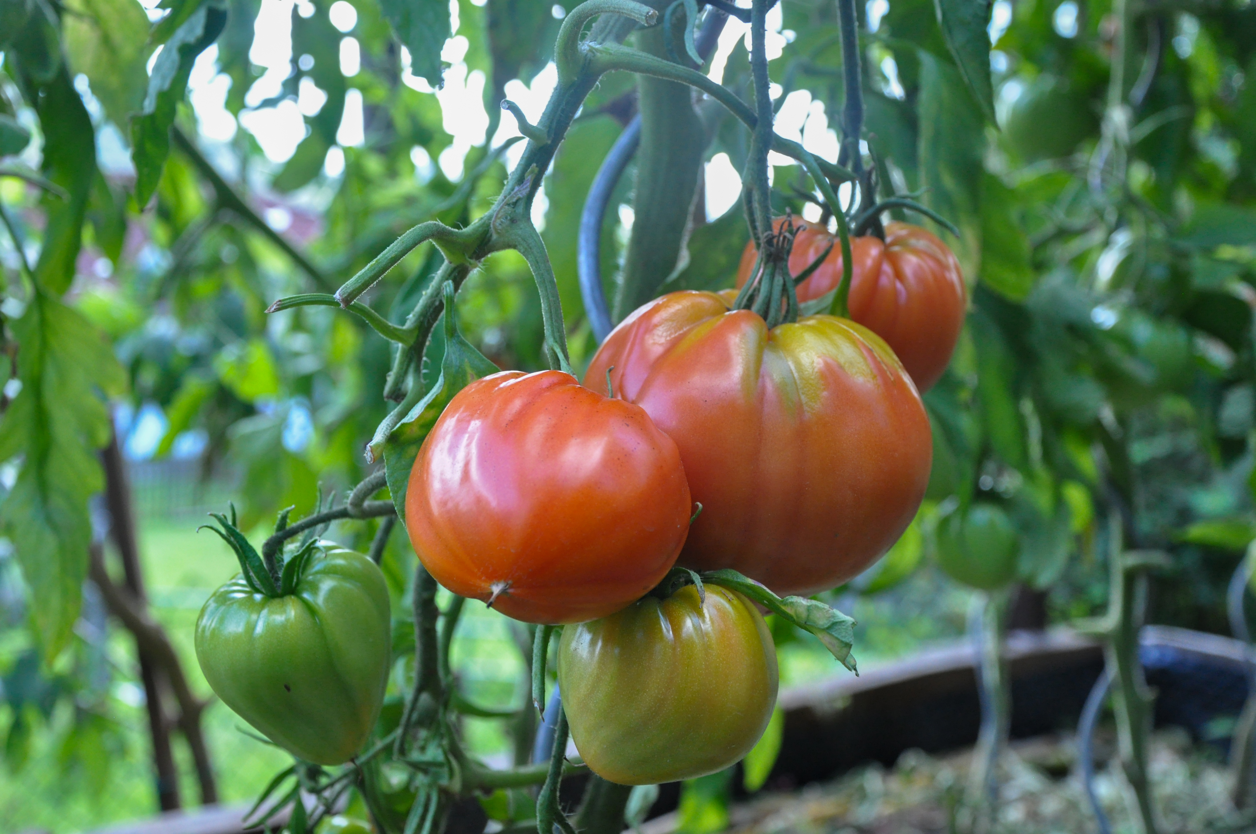 DSC_0468_Ochsenherztomaten
