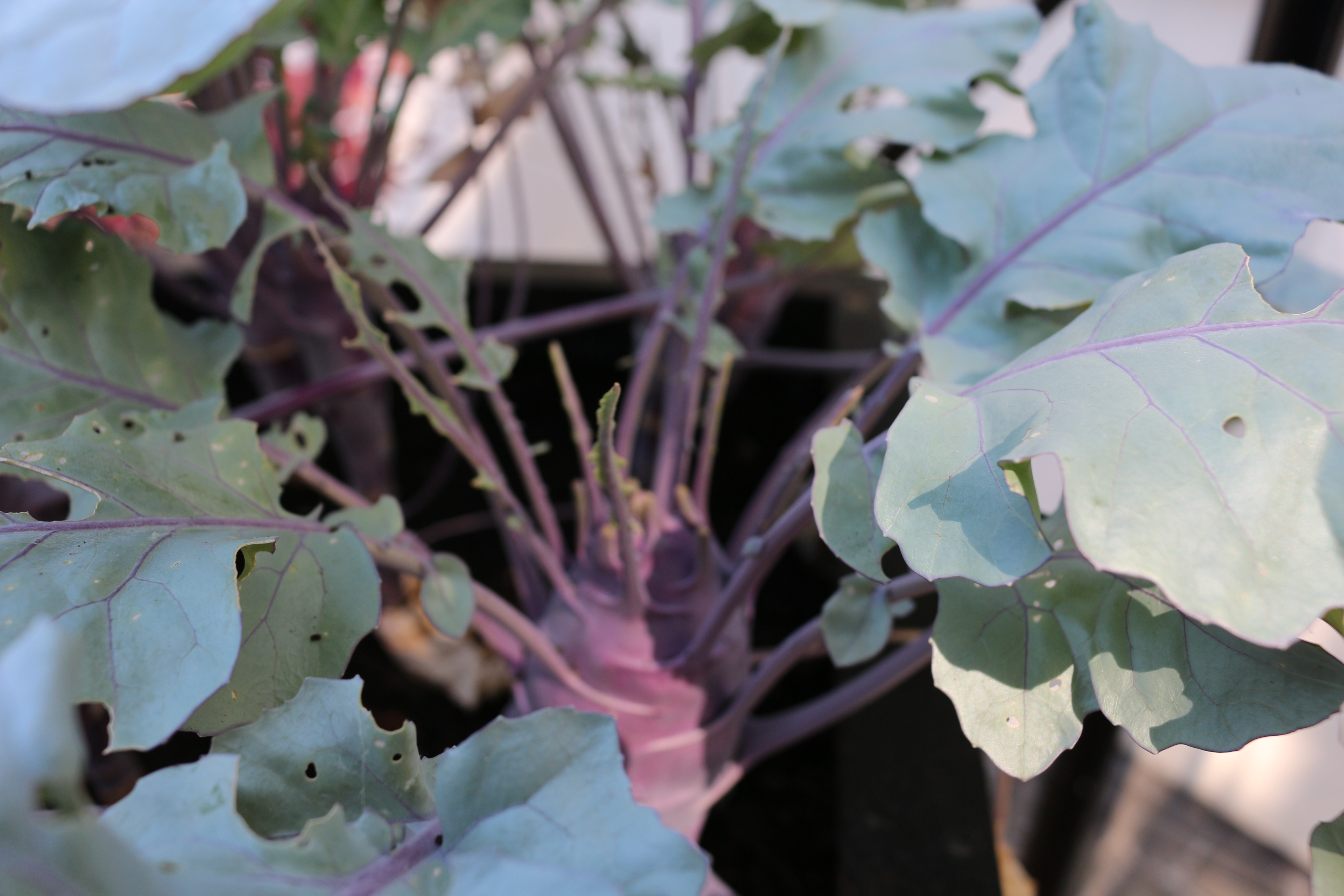 Nahaufnahme: Von lila Kohlrabi im Vitavia Systemhochbeet aus Zincalume®.