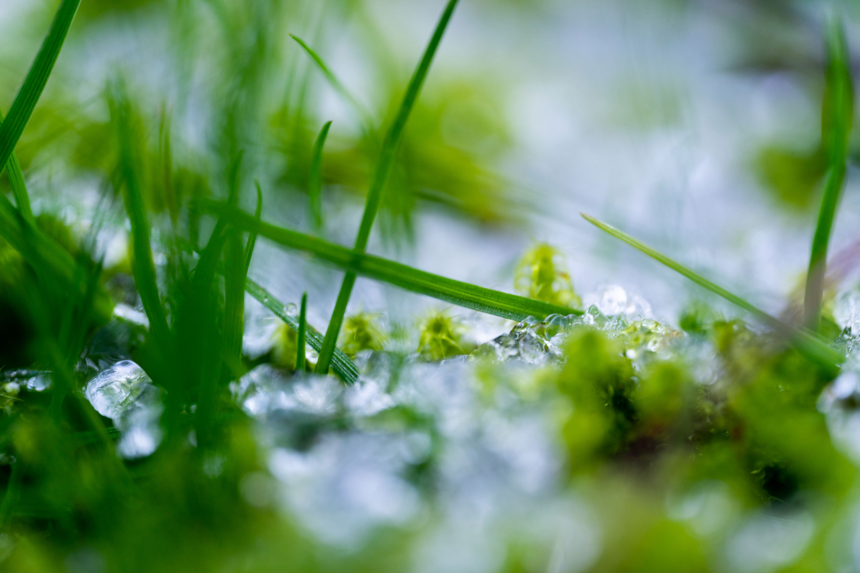 Nahaufnahme von Wiese und Moos im Winter mit Frost