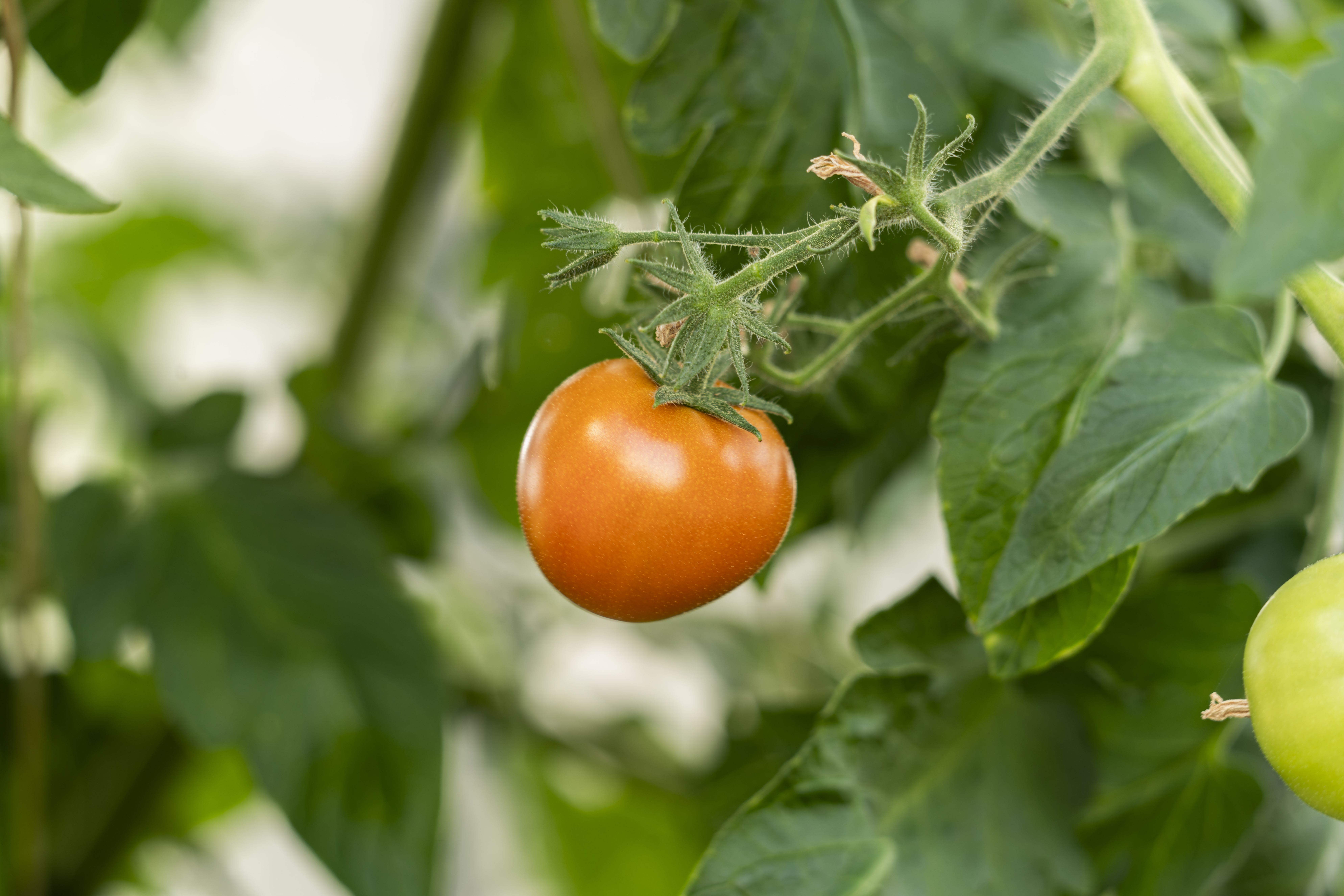 Tomatenstrauch