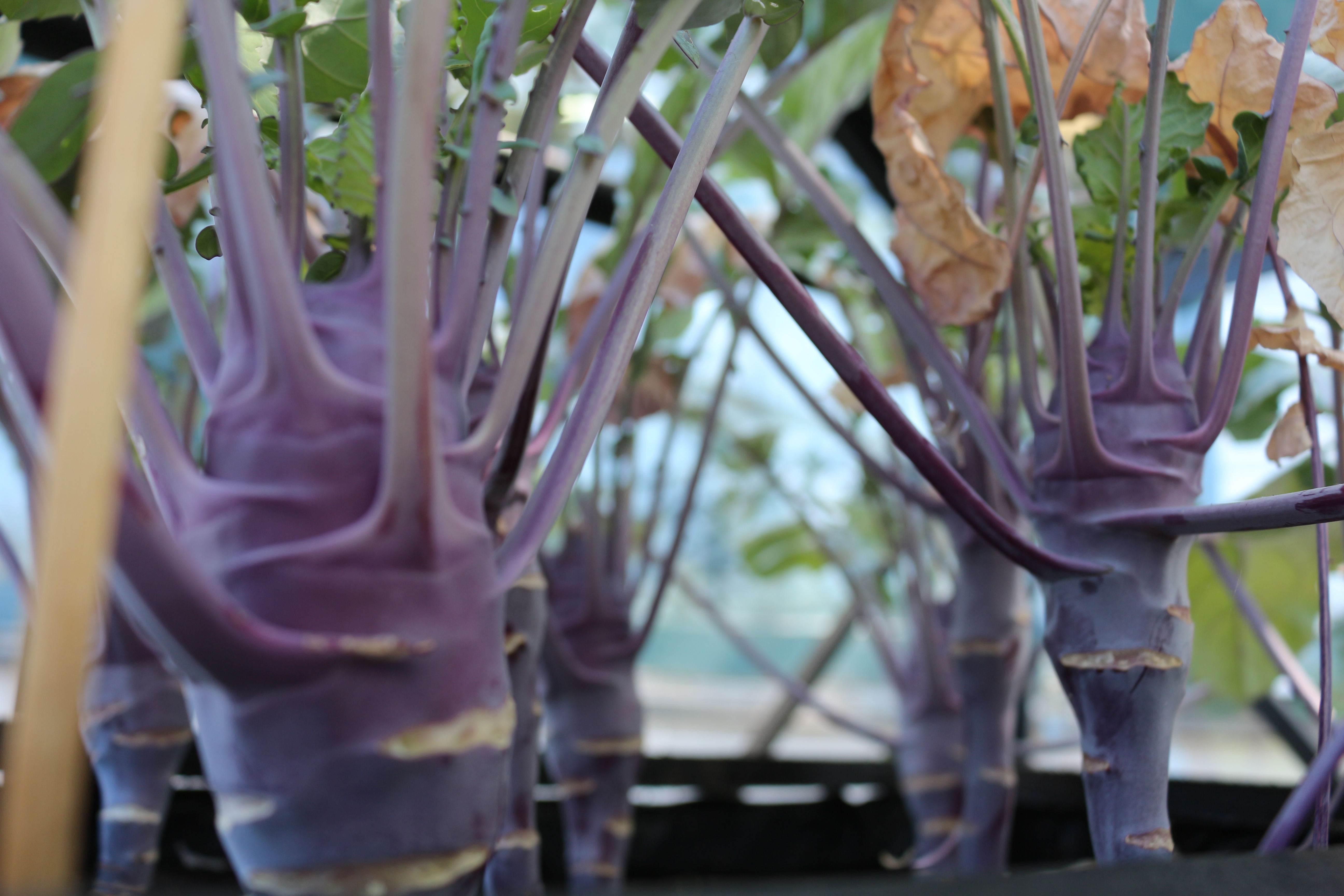 Kohlrabi_lila_Beet