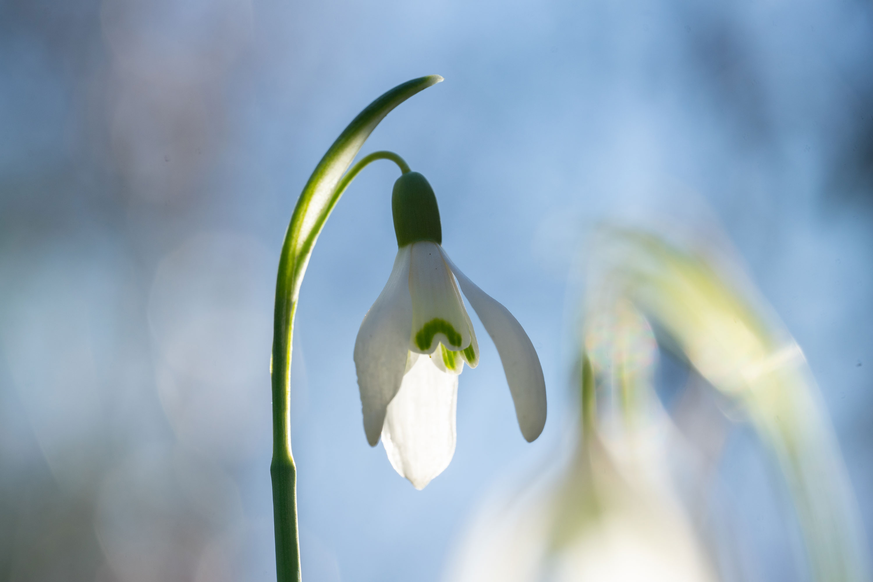 Blume-Weiß